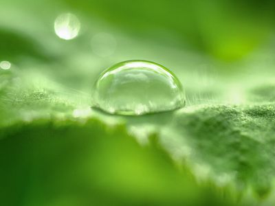 Fresh green leaf with water droplets in focus
